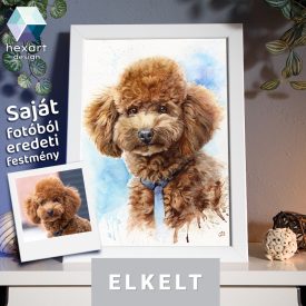   • ELKELT! • Buksi a törpe uszkár portréja - Eredeti akvarell festmény