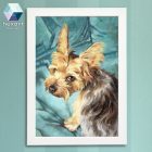 Yorkie portré 01 - nyomat / Yorkshire terrier