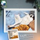Saját Fotóból Eredeti Festmény - Ajándék Kupon / Voucher