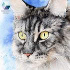 • ELKELT! • Maine Coon portré - Eredeti akvarell festmény