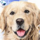 • ELKELT! • Berci a golden retriever portréja - Eredeti akvarell festmény